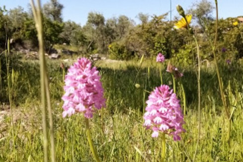 Molfetta, al via l'iniziativa ''Sul prato della lama storie, magie, arte e incontri'' 